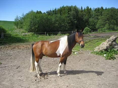 Pinto Maximus Jones billede 16