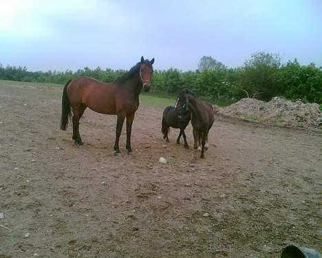 Anden særlig race Victor - første gang på folden med hans nye venner billede 6