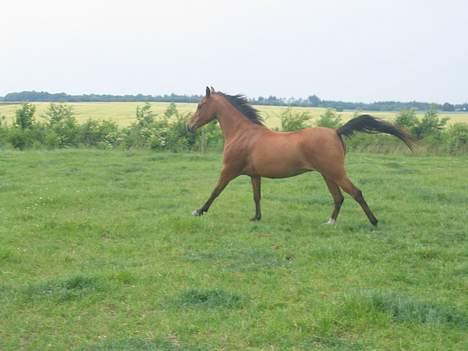 Arabisk fuldblod (OX) Emma ox (solgt) - galop på marken hjemme 2006 billede 9