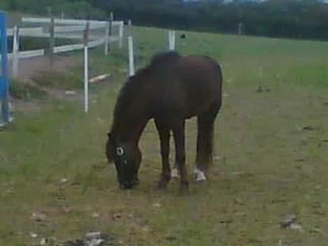 Anden særlig race Victor - så smuk... billede 7