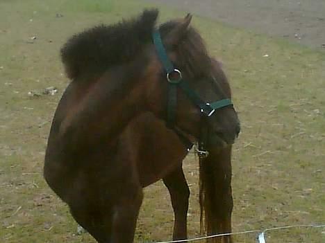 Anden særlig race Victor - han har vist lige opdaget noget? billede 8