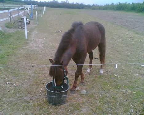 Anden særlig race Victor - nam nam ... rigtig hestemad (har ellers kun levet af grissefoder) billede 9