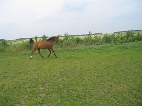 Arabisk fuldblod (OX) Emma ox (solgt) - trav på marken hjemme billede 10