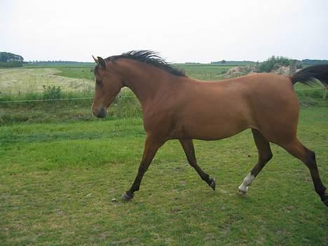 Arabisk fuldblod (OX) Emma ox (solgt) - trav på marken igen billede 11