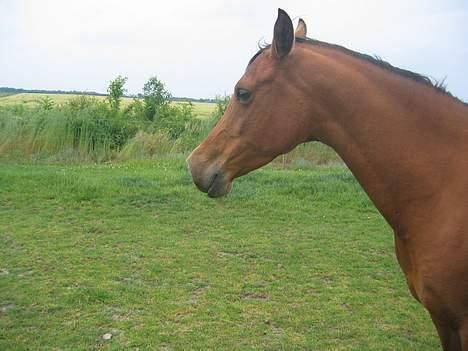 Arabisk fuldblod (OX) Emma ox (solgt) - på marken billede 12