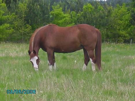 Oldenborg Molly (min Fars) - Sådan så hun ud, da hun endelig kom på sommergræs... Selvfølgelig først efter at hun havde taget uttallige sjove og underlige spring rund i folden... billede 16