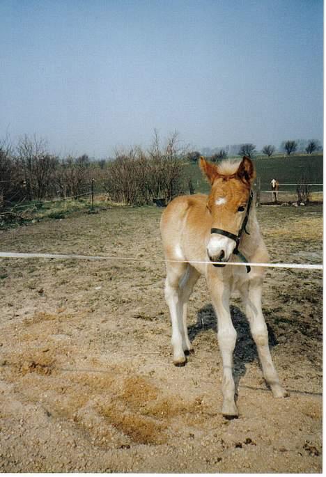 Haflinger Asti billede 4