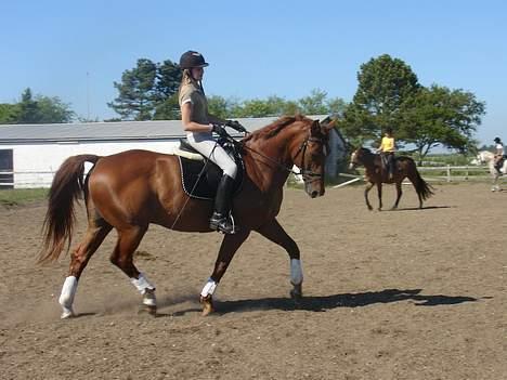 Dansk Varmblod Fedor <3 - Miq & Fedor - Dressur <3 billede 17