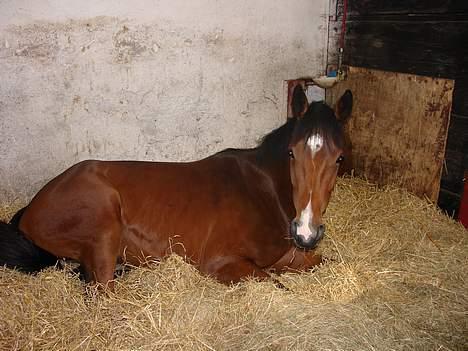 Dansk Varmblod Fuglesangs Luca billede 13