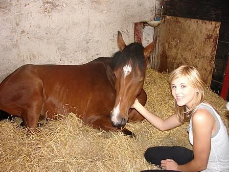 Dansk Varmblod Fuglesangs Luca billede 14