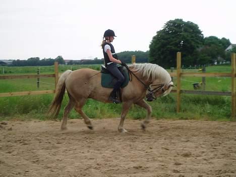 Haflinger Arthos (trænede på ham) - Han gik lige lidt for dybt da billedet blev taget! billede 9