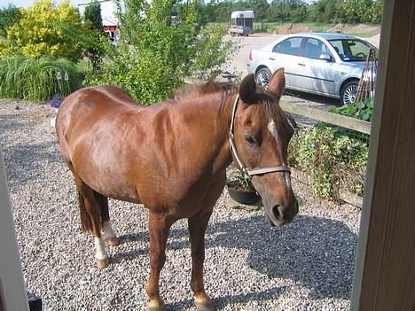 Anden særlig race Nansi R.I.P billede 6