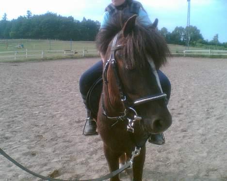 Anden særlig race Victor - såååå søøøød billede 12