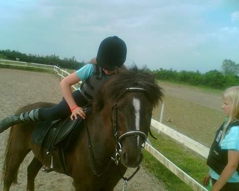 Anden særlig race Victor - så hopper signe af... billede 15