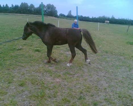 Anden særlig race Victor - longe på springbanen billede 16