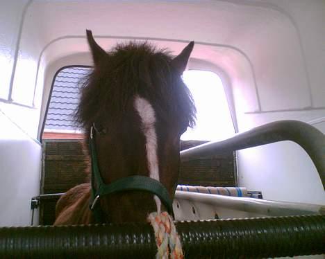 Anden særlig race Victor - i trailer på vej hjem... billede 18