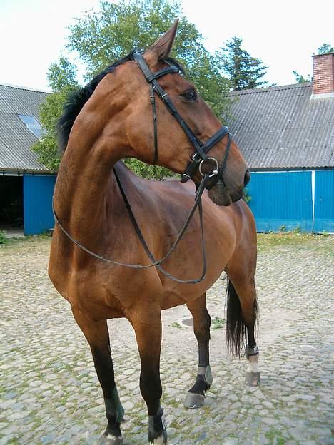 Dansk Varmblod C moon (solgt) billede 1