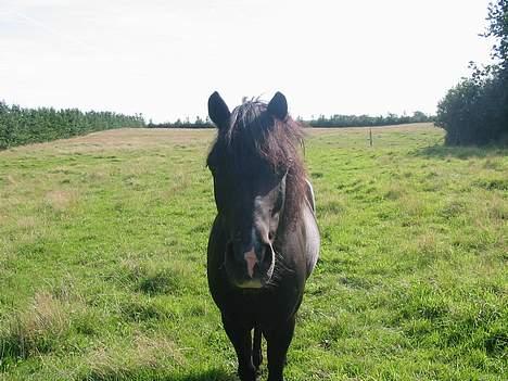Dartmoor Beauty - Er jeg ikke fin ?? 2005 billede 2