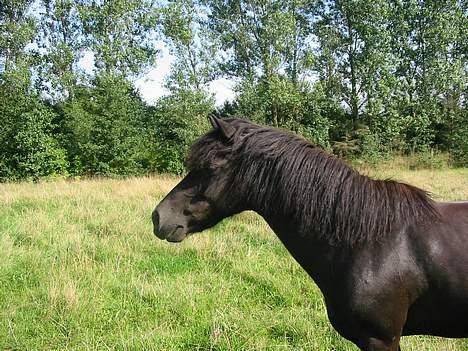 Dartmoor Beauty - Hvad er det der er ovre mellem træerne 2005 billede 3