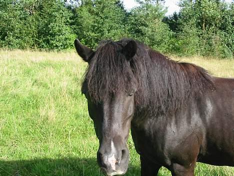 Dartmoor Beauty - Se lige mig 2005 billede 4