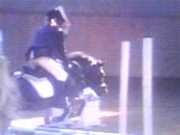 Dartmoor Beauty - Uhh jeg er så god til at springe:D 2003 billede 5