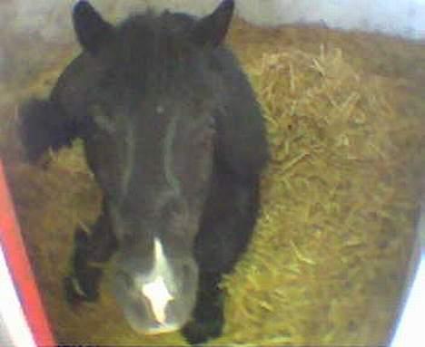 Dartmoor Beauty - Jeg er træt lad mig nu være! 2003 billede 6