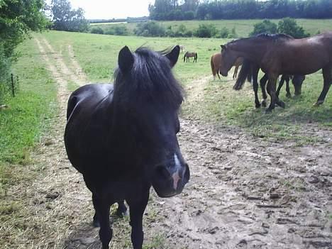Dartmoor Beauty - Må jeg komme med dig 2003 billede 7