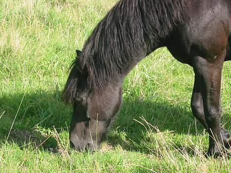 Dartmoor Beauty - Jeg elsker græs 2005 billede 8
