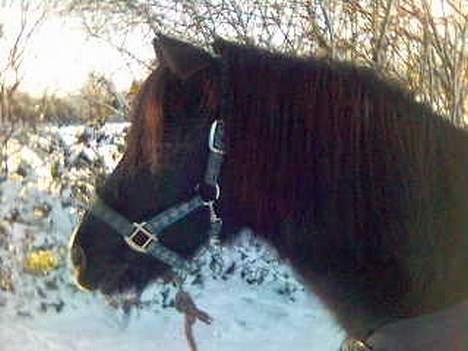 Dartmoor Beauty - se en ko! 2005 billede 10