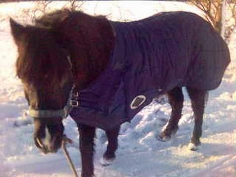 Dartmoor Beauty - kom nuuu vi ska afsteed 2005 billede 11