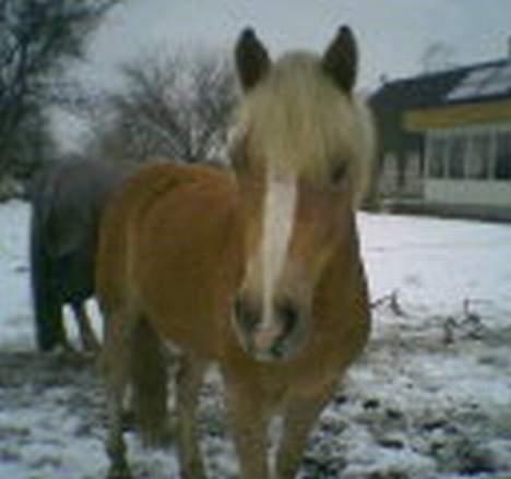 Haflinger Herkules (Solgt) - Herkules i sneen :) billede 19