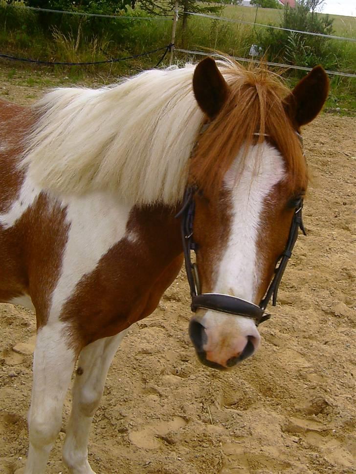 Anden særlig race HØVDING<3 solgt - maja og høvding rider dressur ! billede 7