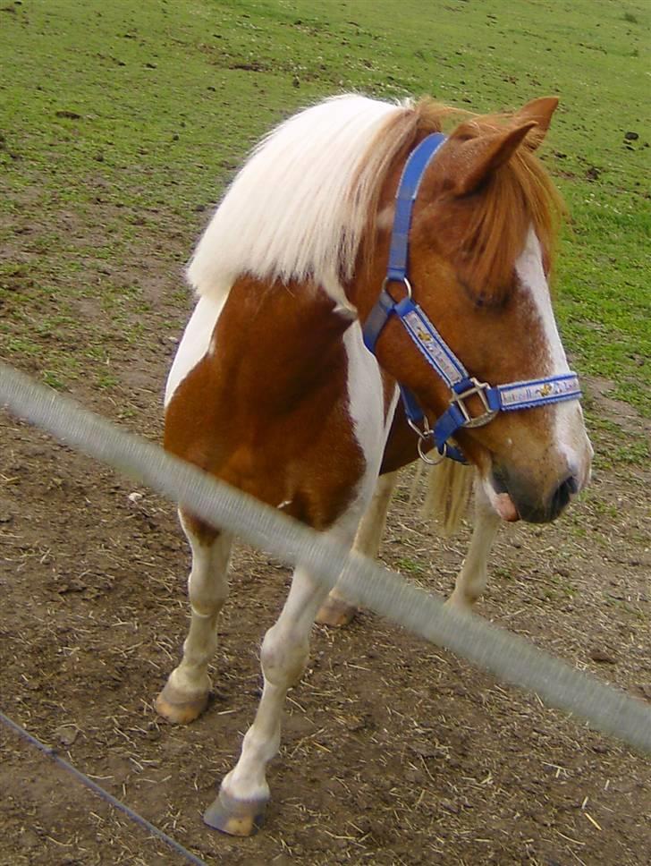 Anden særlig race HØVDING<3 solgt - cille og høvding springer li lidt ! billede 9