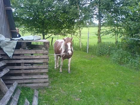 Anden særlig race HØVDING<3 solgt - her er jeg kan du ik godt se mig ? billede 15