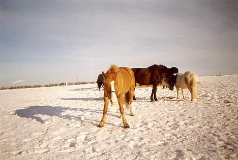 Anden særlig race Taura - bambi på glatis billede 9