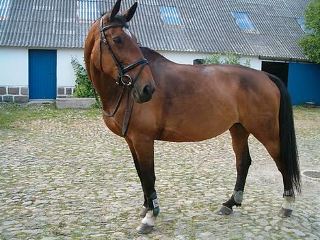 Dansk Varmblod C moon (solgt) billede 2