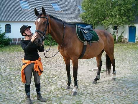 Dansk Varmblod C moon (solgt) billede 3