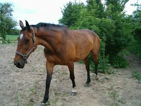 Dansk Varmblod C moon (solgt) billede 4