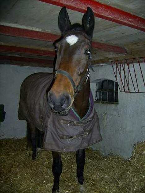 Dansk Varmblod C moon (solgt) billede 5