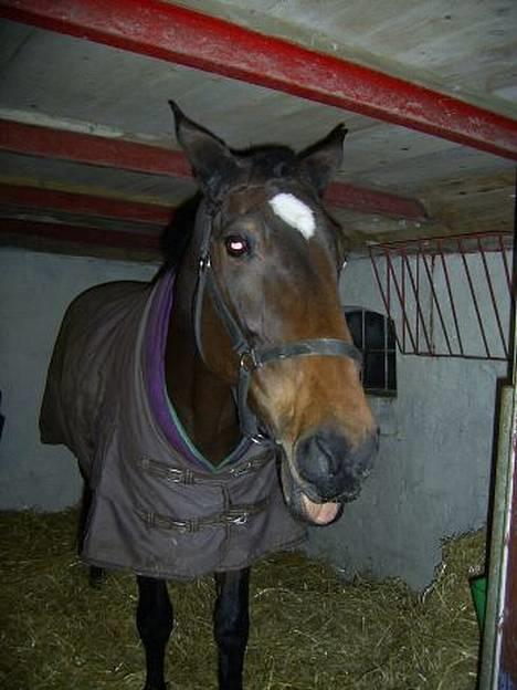 Dansk Varmblod C moon (solgt) billede 6