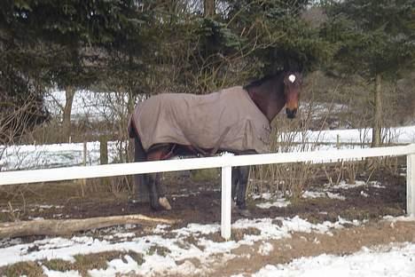 Dansk Varmblod C moon (solgt) billede 7