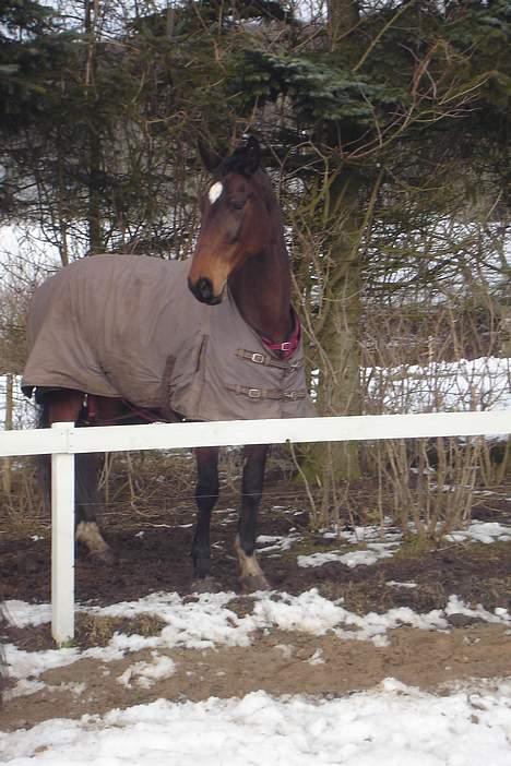 Dansk Varmblod C moon (solgt) billede 8