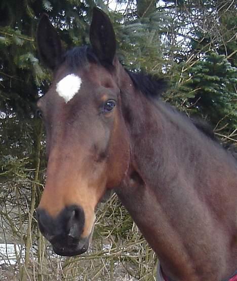 Dansk Varmblod C moon (solgt) billede 9