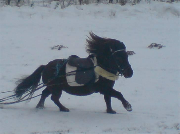 Miniature Bam -  Bam med sælde for første gang, han var så glad og nød det fuldt ud :) 2008 billede 3