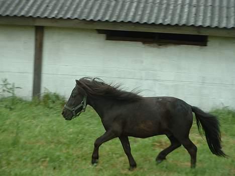 Miniature Bam - Jaa, lidt gang har man da :D billede 8