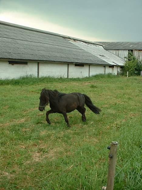 Miniature Bam - Han kan godt være en lille "blærerøv" billede 9