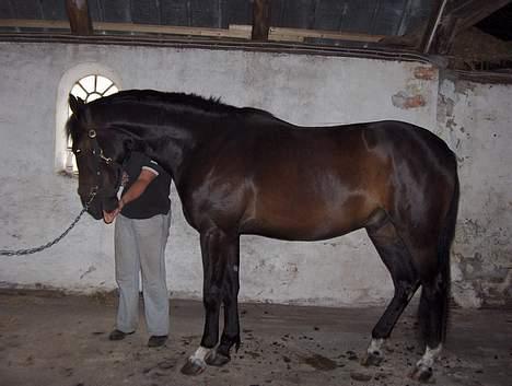 Anden særlig race mugge (morgan) billede 1