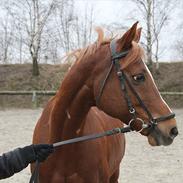 Anden særlig race Milton (rideskole hest)