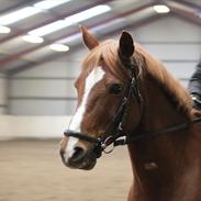 Anden særlig race Milton (rideskole hest)