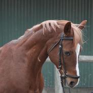 Anden særlig race Milton (rideskole hest)